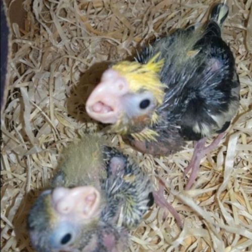 Bébés  calopsittes