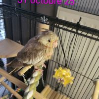 Bébés  calopsittes #1