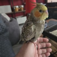 Bébés  calopsittes #2