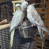 Bébés  calopsittes #3