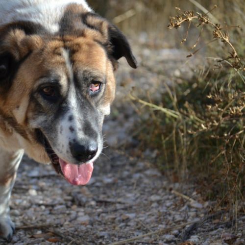Daga 8 ans, merveilleuse mastine espagnole à aimer #2