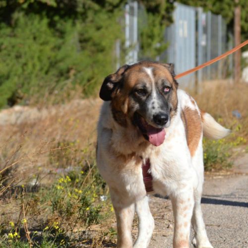 Daga 8 ans, merveilleuse mastine espagnole à aimer #3