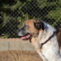 Daga 8 ans, merveilleuse mastine espagnole à aimer #1