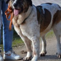 Daga 8 ans, merveilleuse mastine espagnole à aimer #4