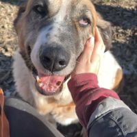 Daga 8 ans, merveilleuse mastine espagnole à aimer #0