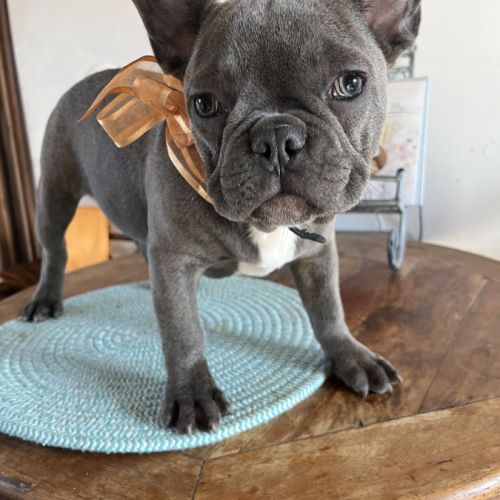 Chiot type  bouledogue français bleu