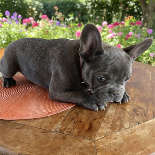 Chiot type  bouledogue français bleu #4
