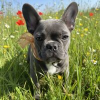 Chiot type  bouledogue français bleu #3