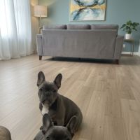 Chiot type  bouledogue français bleu #5