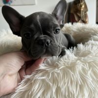 Chiot type  bouledogue français bleu #8