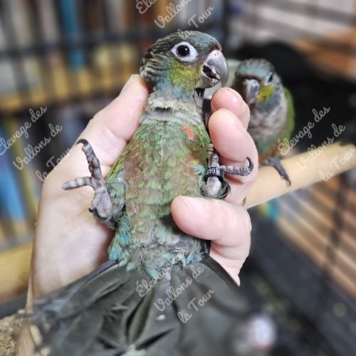 Conure à ventre rouge (pyrrhura perlata) eam #2