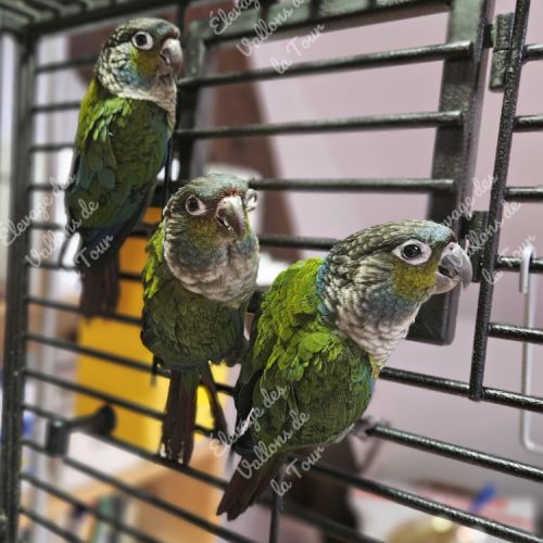 Conure à ventre rouge (pyrrhura perlata) eam #0