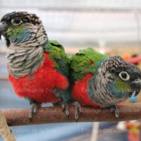 Conure à ventre rouge (pyrrhura perlata) eam #1