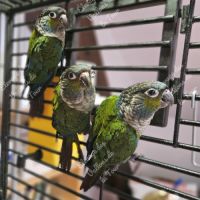 Conure à ventre rouge (pyrrhura perlata) eam