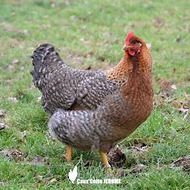 Oeuf fécondé, poule ,coq biefelder biedelfelder. #2