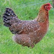 Oeuf fécondé, poule ,coq biefelder biedelfelder. #1