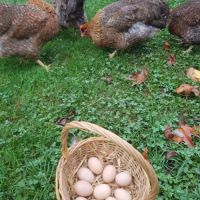 Oeuf fécondé, poule ,coq biefelder biedelfelder.