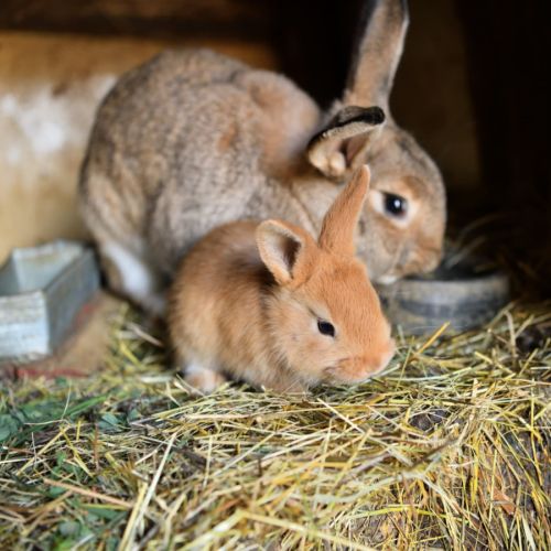 Lapin nain 2 mois #0