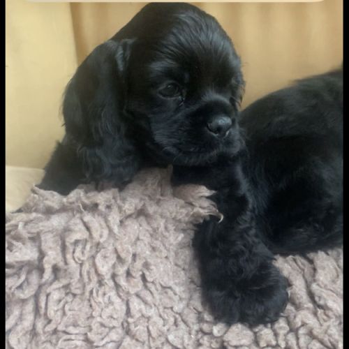 Chiots cockers américains lof