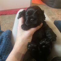 Chiots cockers américains lof #0