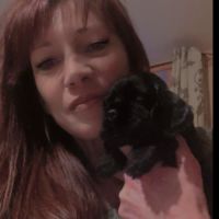 Chiots cockers américains lof #2