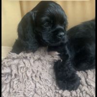 Chiots cockers américains lof