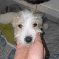 Miahata à adopter #2