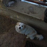 Miahata à adopter #3