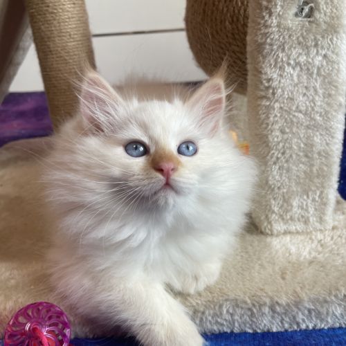 Adorables chatons sibériens neva masquerade