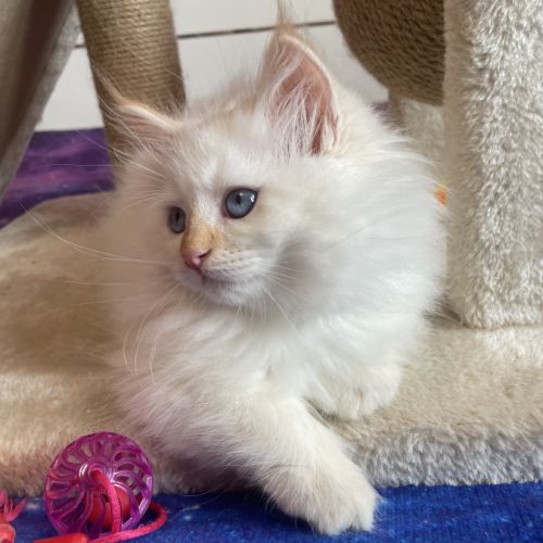 Adorables chatons sibériens neva masquerade #2