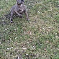 Chiot staffie #3