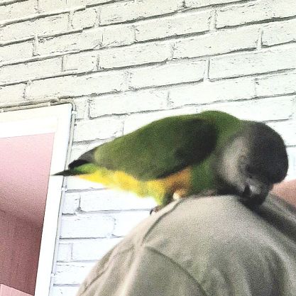 Youyou du sénégal femelle #0