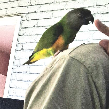 Youyou du sénégal femelle #2