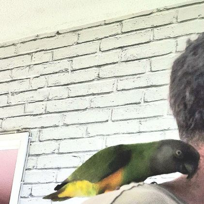 Youyou du sénégal femelle #3