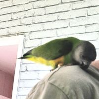 Youyou du sénégal femelle