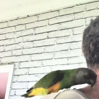 Youyou du sénégal femelle #3