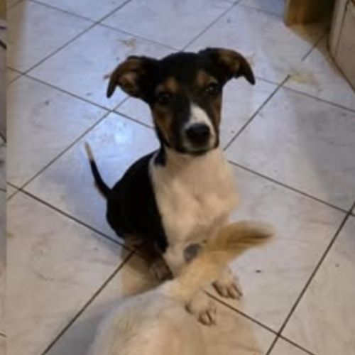 Americana à adopter #3