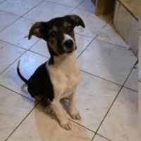 Americana à adopter #1