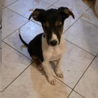 Americana à adopter