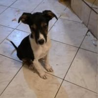 Americana à adopter #4