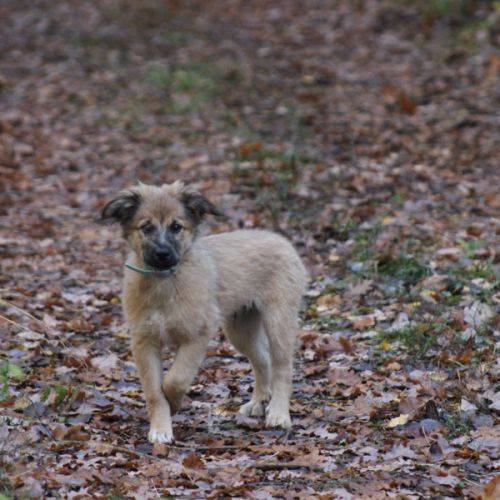 Jolie berger des pyrénées lof