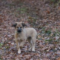 Jolie berger des pyrénées lof #0