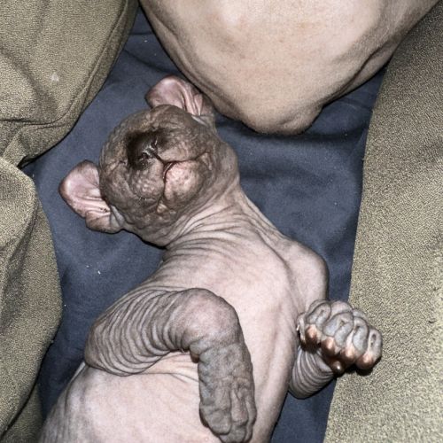 Chaton sphynx et elf du domaine mas de combe #1