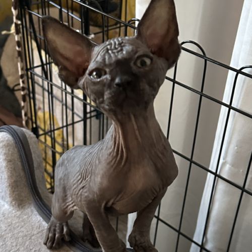 Chaton sphynx et elf du domaine mas de combe #2