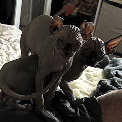 Chaton sphynx et elf du domaine mas de combe