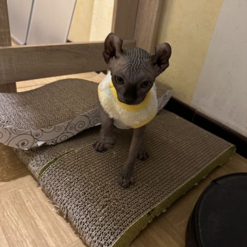 Chaton sphynx et elf du domaine mas de combe #6