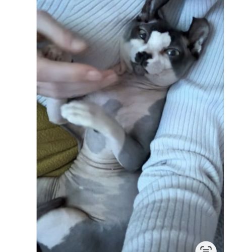 Chaton sphynx et elf du domaine mas de combe #7