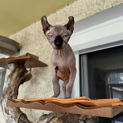 Chaton sphynx et elf du domaine mas de combe #8