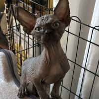 Chaton sphynx et elf du domaine mas de combe #2