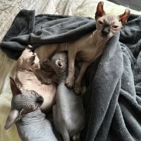 Chaton sphynx et elf du domaine mas de combe #4